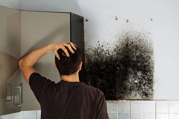 Best Basement Mold Remediation in Spring Hill, TN